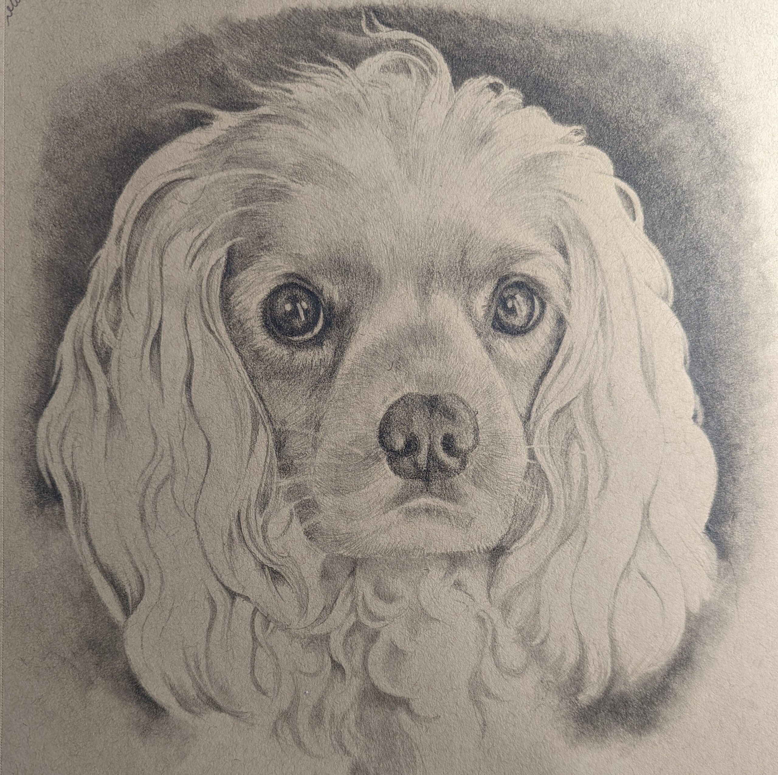 Jamie portrait of a dog
